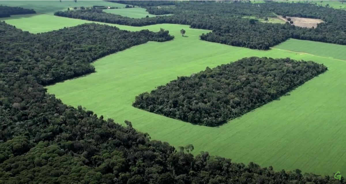 The Amazon Soya Moratorium, The Forest Solutions